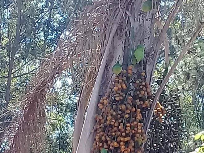 Bosque das pedras