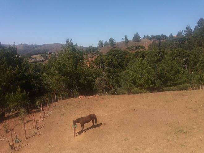 Cantinho das araucarias