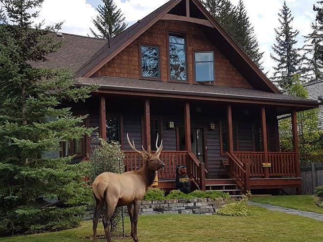 Banff bear bed and breakfast