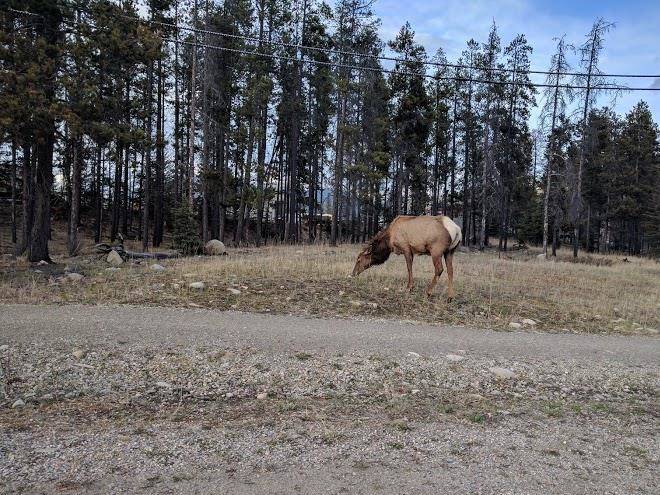 Elkview accommodation