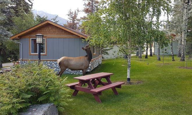 Patricia lake bungalows ltd