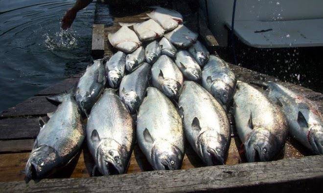 Pacific rim fishing charters & guest lodge