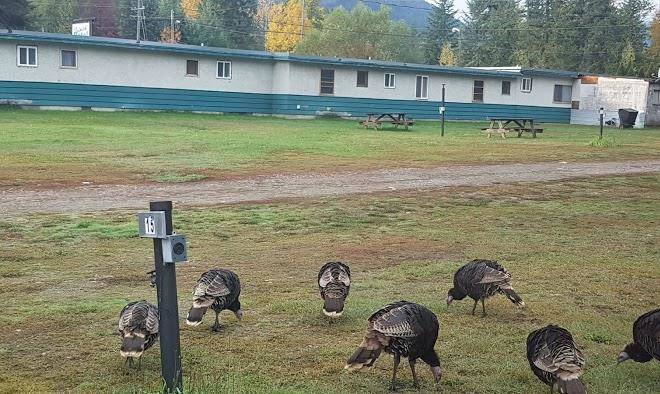Selkirk motel