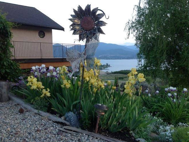 Sutherland blueberry bed and