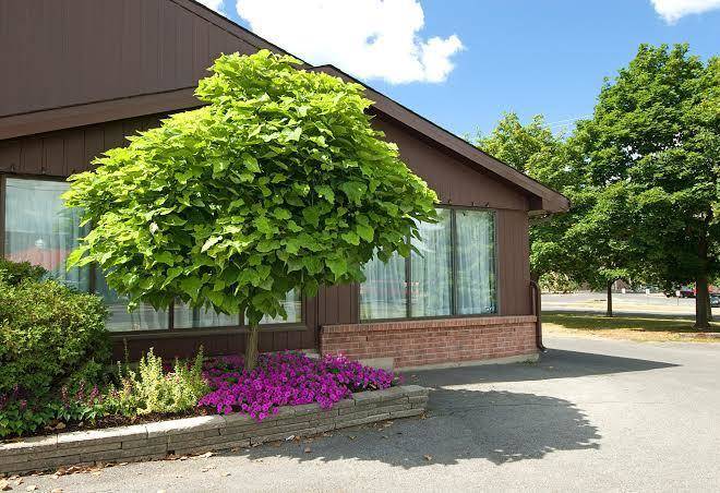 Maple crest inn