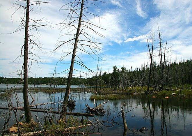 Maple Ki Forest Spirit Waters Image