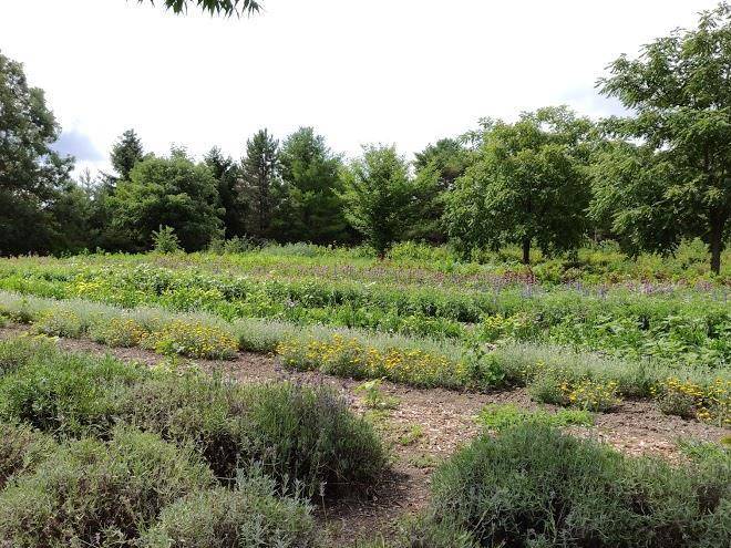 Forest glen herb farm