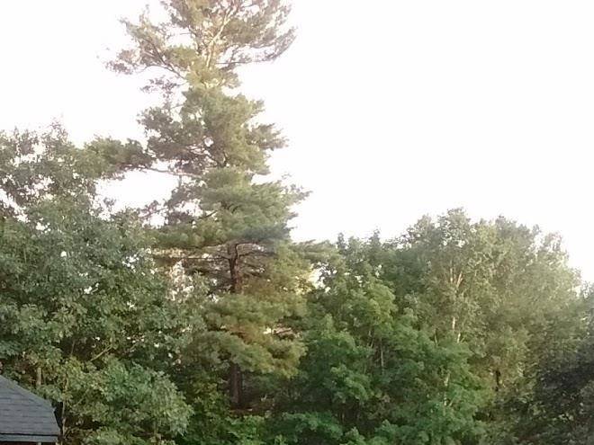 Corbet cove resort