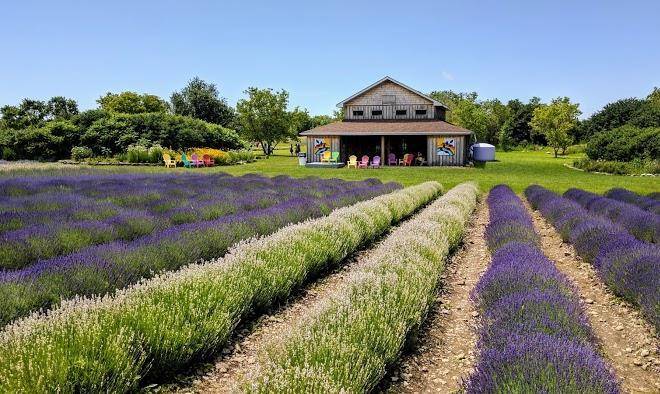 Prince edward county lavender