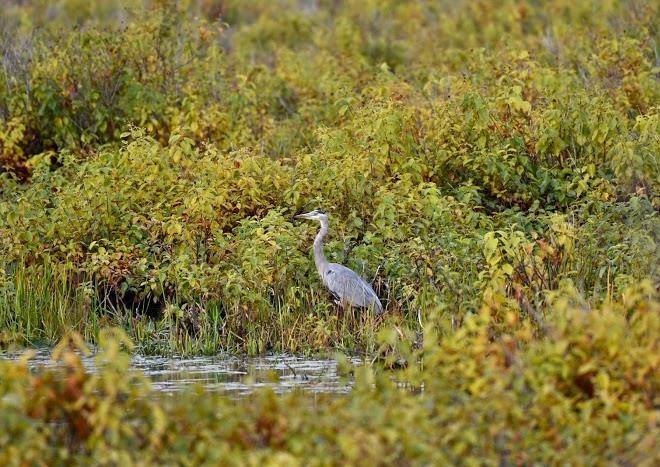Parc National De Plaisance Sepaq Image