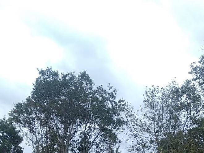 Cabanas eco pucon