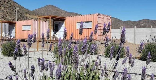 Lavanda del valle
