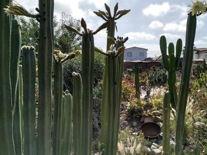Los cactus de islon