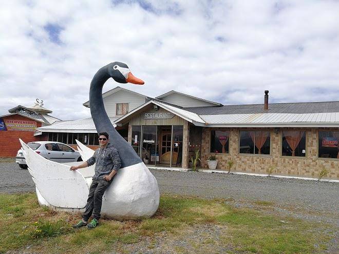 Los cisnes de cucao