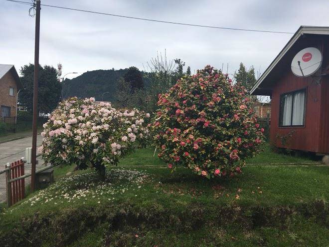 Cabana lago ranco