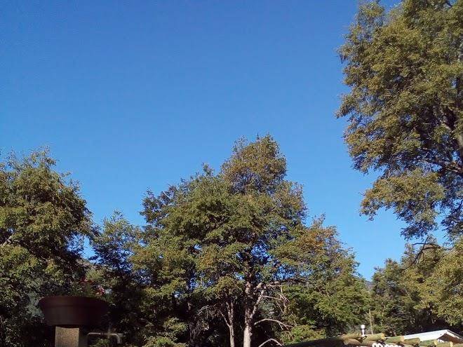 Roble huacho
