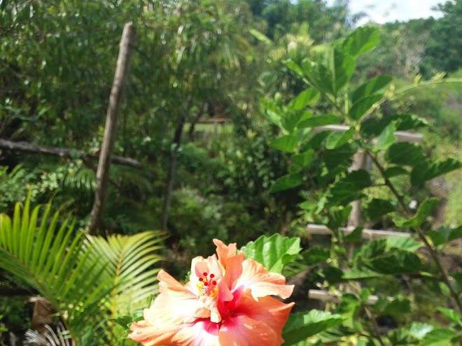 Cabanas tarairongorongo