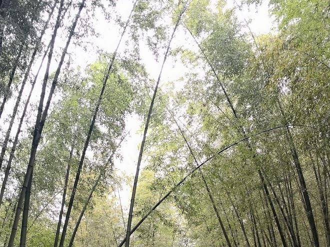 Shunan bamboo sea forest sea courtyard