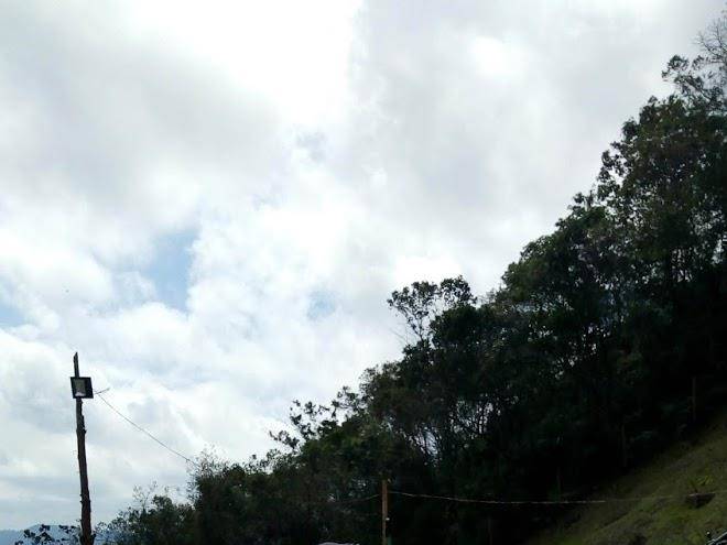 Entre bosques