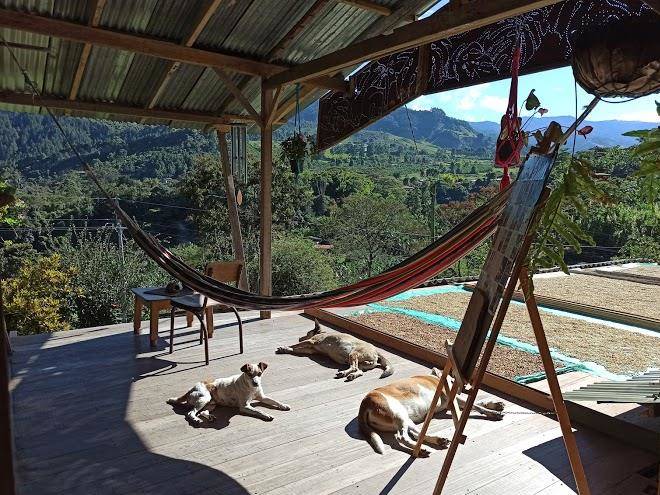 Jardin consentido