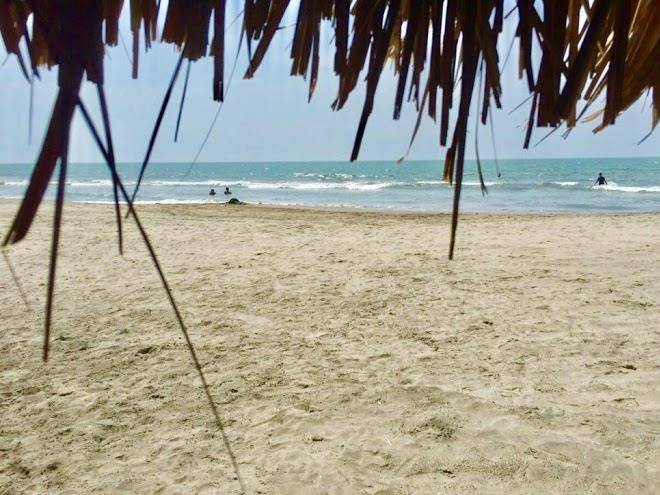 Palmarito dreams