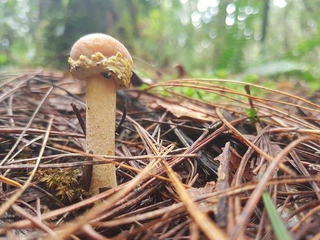 Posada ecoturistica rogitama