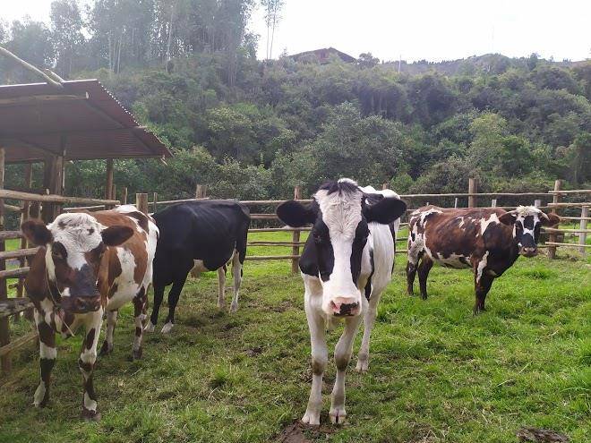 Hato la esperanza duitama