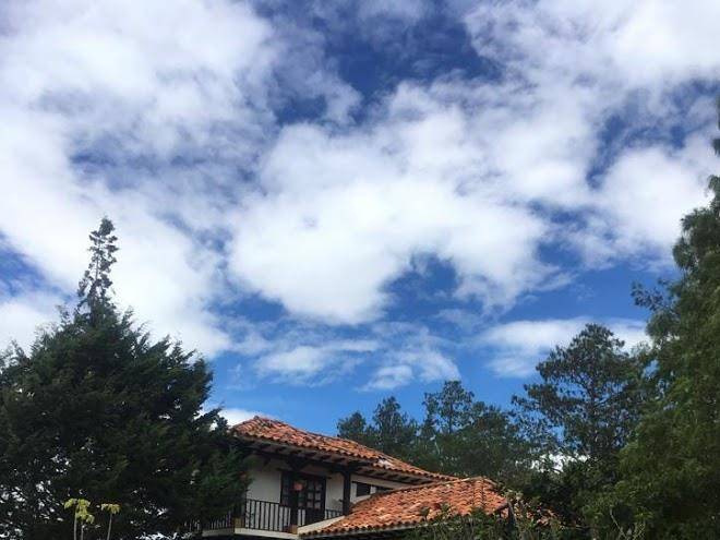 Cabana entre pinos