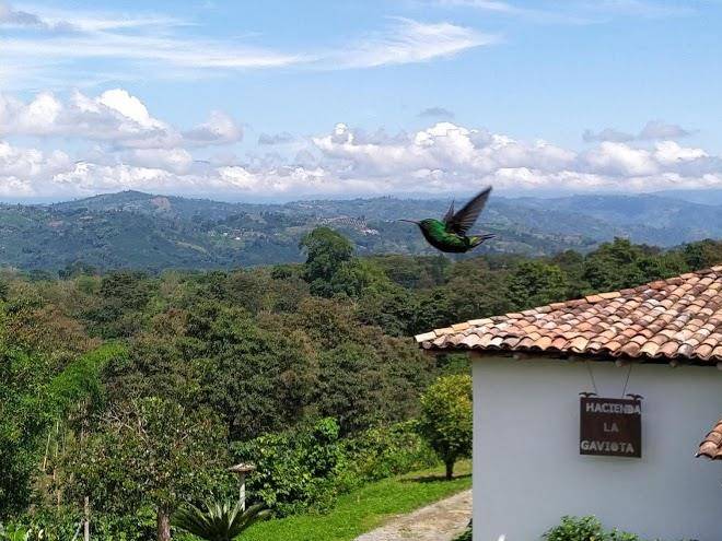 Hacienda cafetera la gaviota