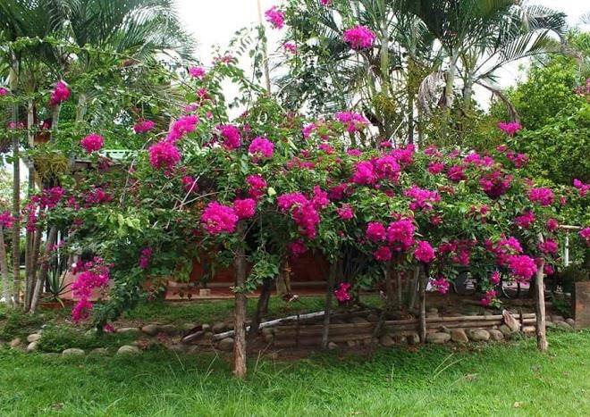 Finca la perla yopal