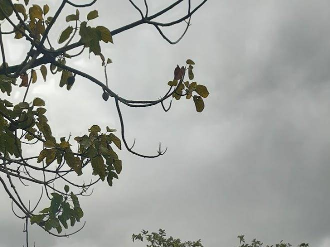 La bereca