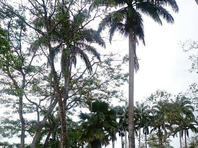 Centro vacacional las palmeras villeta
