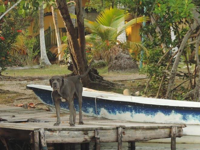 Raices y semillas