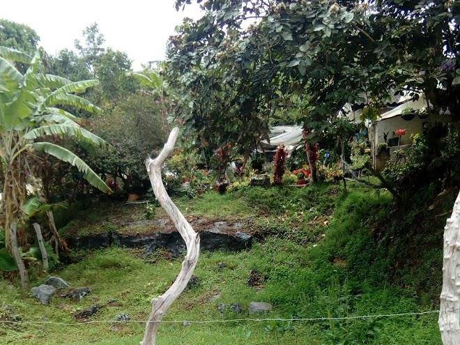 Guayacanes