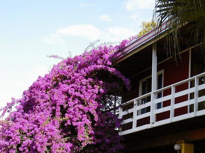 Turrialtico lodge