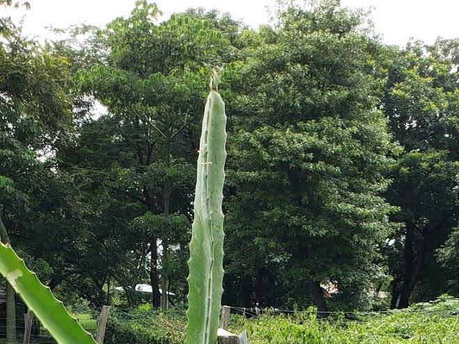 Finca el aromal