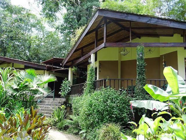 Heliconia island