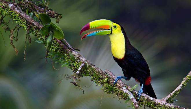 Toucan stay inn punta uva