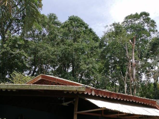 Ventana a la jungla