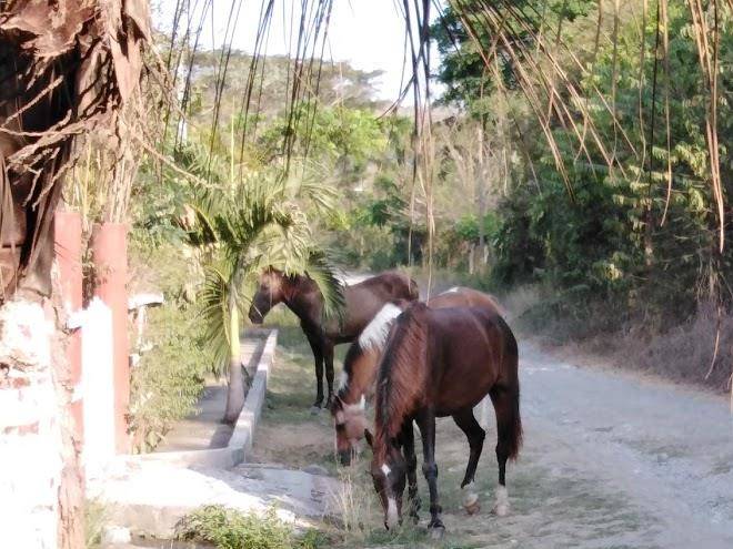 El jardin