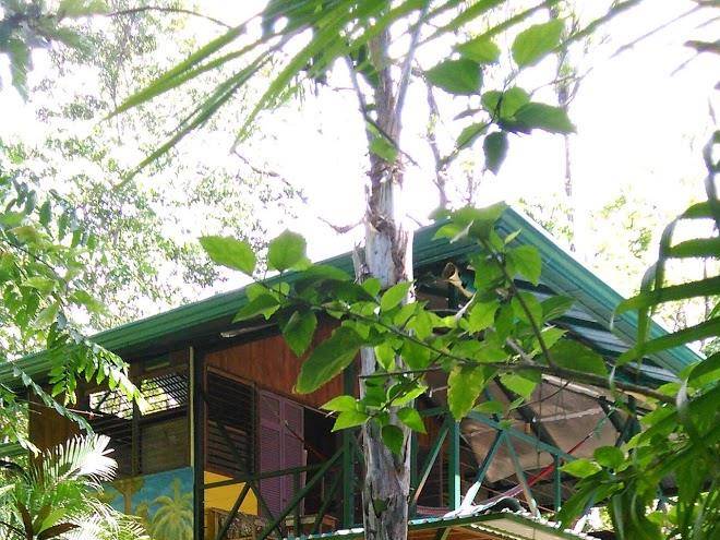 Tucan terra