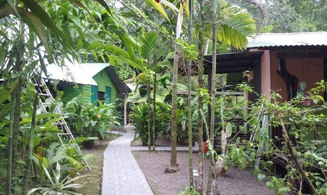 Bromeliascorcovado