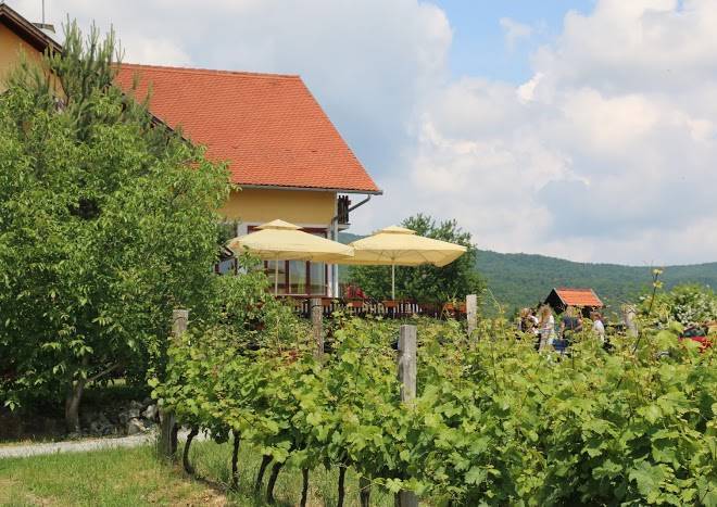 Akademija grasevine