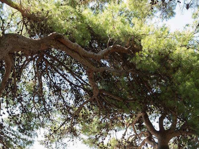 Frosch Sportclub Sveti Kriz Image