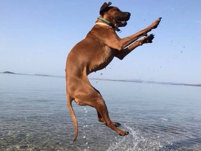 Vilcam urlaub am meer mit herz und hund