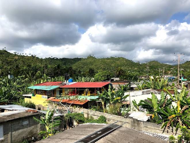 Las palmeras