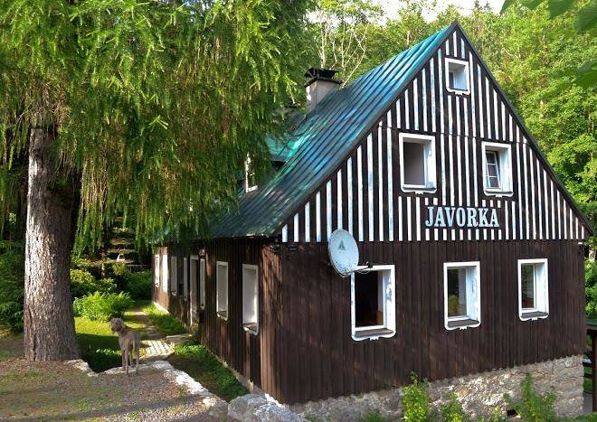 Roubenka javorka