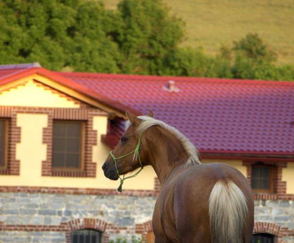 Prontus agro sro