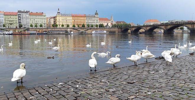 Mamaison riverside hotel prague