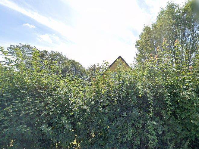 Yggdrasil Living Wholeness Image